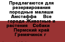 Предлагаются для резервирования породные малаши Амстаффа  - Все города Животные и растения » Собаки   . Пермский край,Гремячинск г.